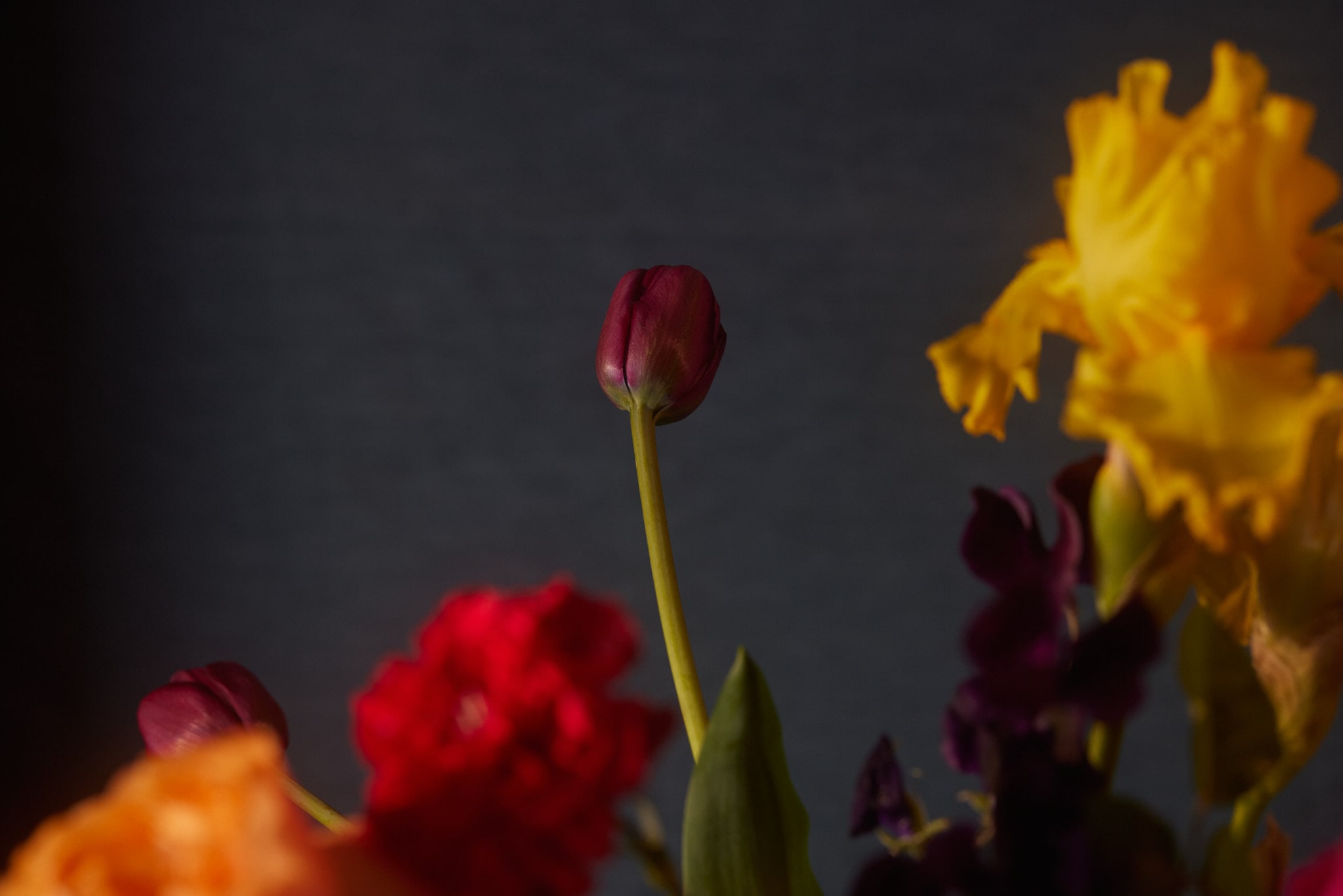 Deep red roses and yellow irises from the Adawn Dental Studio brand collection, Brunswick East